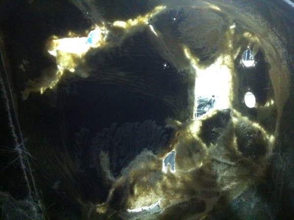 restauration AC COBRA pilgrim 58